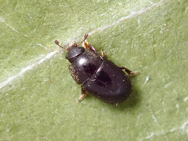 piccolo da id.: Kateretidae ?? No, Nitidulidae. cfr. Meligethes (s.l.) sp.